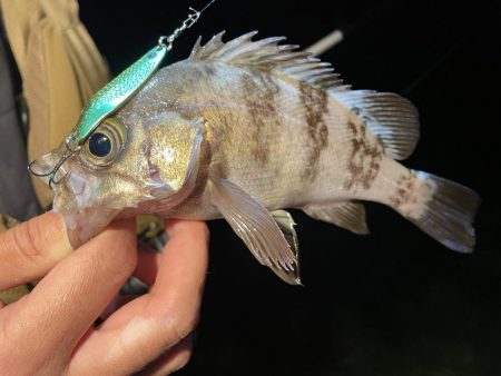 メバル×スプーン