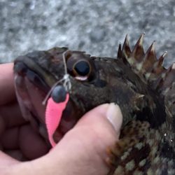 春のガッシー祭り終盤