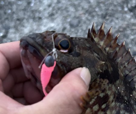 春のガッシー祭り終盤