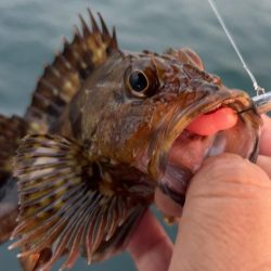 春のガッシー祭り終了!