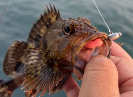 春のガッシー祭り終了!