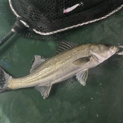 ワンダー60にアジ