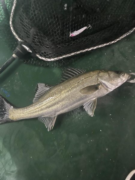 ワンダー60にアジ