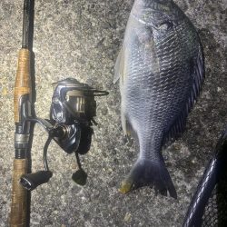 爆風の中爆釣👍