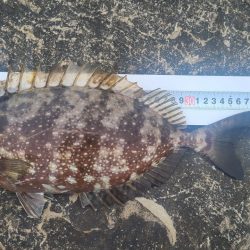 和歌山市江（吉丸渡船）でグレ釣り