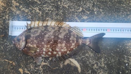 和歌山市江（吉丸渡船）でグレ釣り