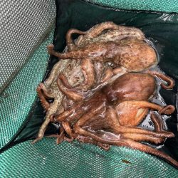 明石　船タコ開幕