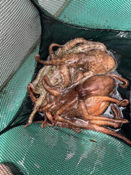 明石　船タコ開幕