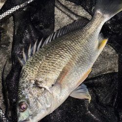 ヘチってきました