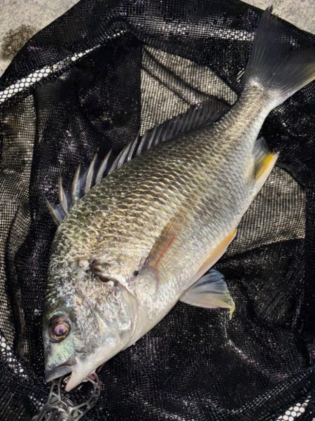 ヘチってきました