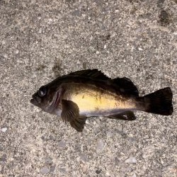 ルアーフィッシング