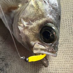 メバル・アジ/メバリング・アジング