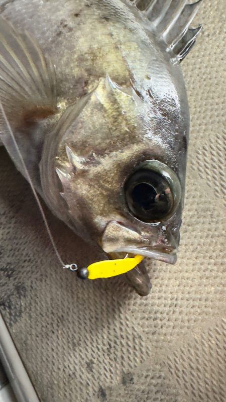 メバル・アジ/メバリング・アジング