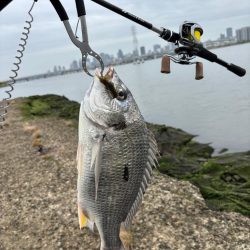 春爆？チニング