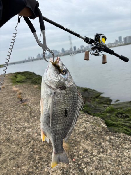 春爆？チニング