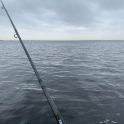 春シーバス、チヌ