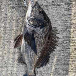 底物好調です♪