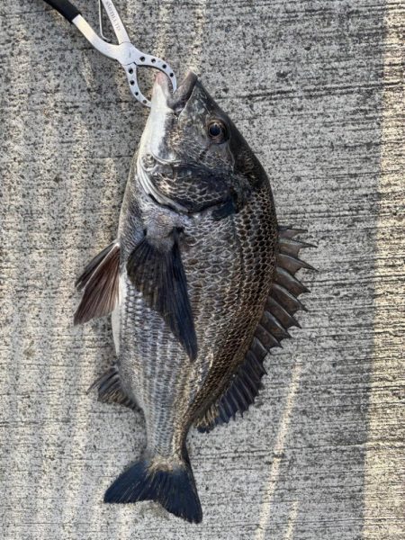 底物好調です♪