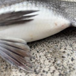 チヌ好調です♪