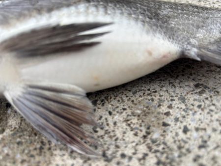 チヌ好調です♪