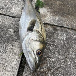 セイゴバチ抜け