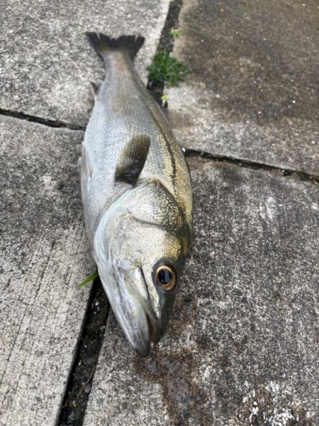 セイゴバチ抜け