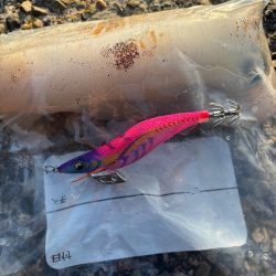 ナイトから朝マズメエギング