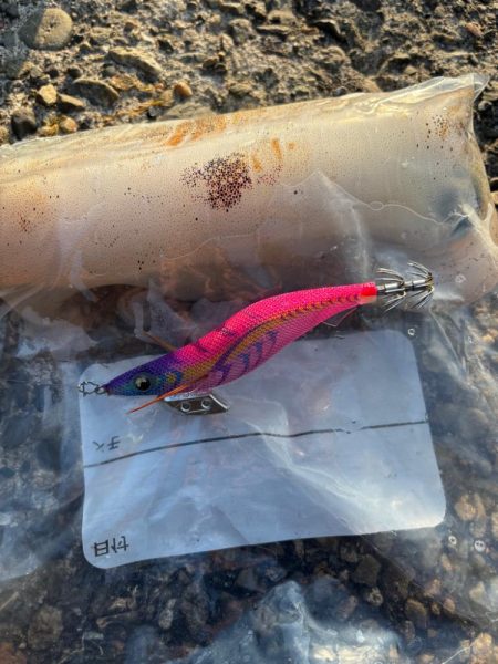 ナイトから朝マズメエギング