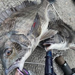 ヘチ釣り　カニ爆