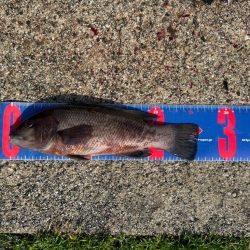 魚津港フカセ釣り