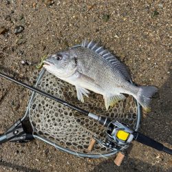 淀川午後チニング