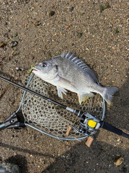 淀川午後チニング