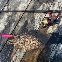 春アオリゲット