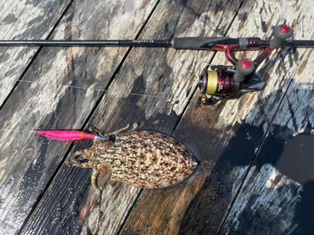 春アオリゲット