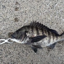 ボトムゲームでおチヌさん