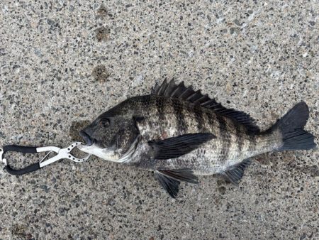 ボトムゲームでおチヌさん