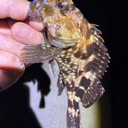 姫路の釣果情報少なくない!?