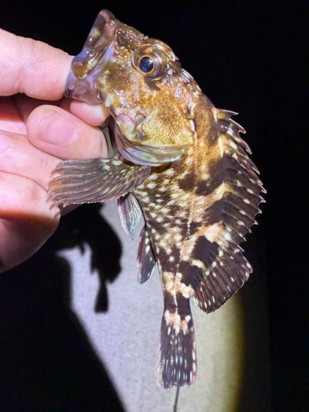 姫路の釣果情報少なくない!?