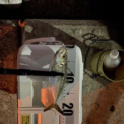 神戸空港アジング