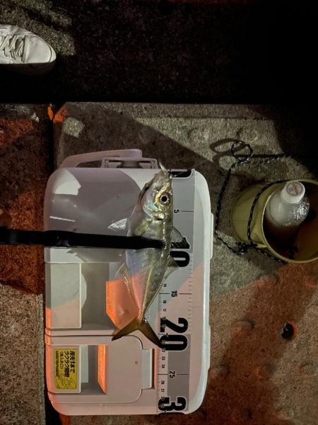 神戸空港アジング