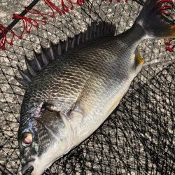 ヘチってきました