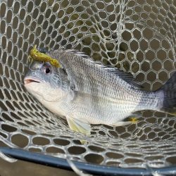 チニング　小潮　淀川　晴れ