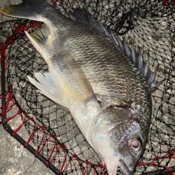 ヘチってきました