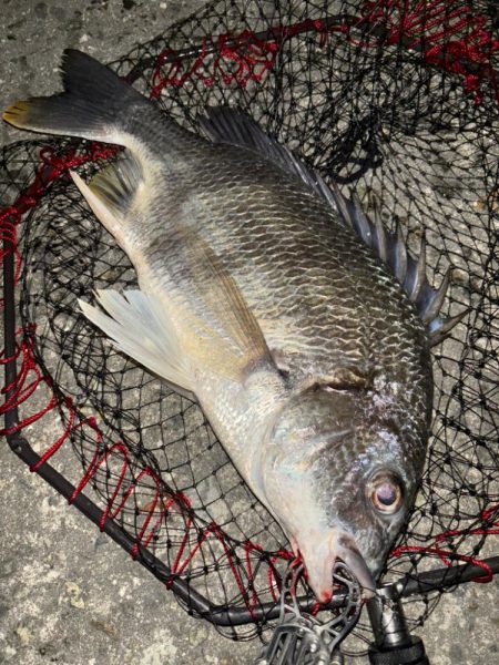 ヘチってきました