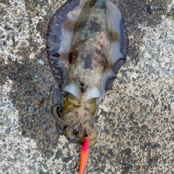 初日がでました。