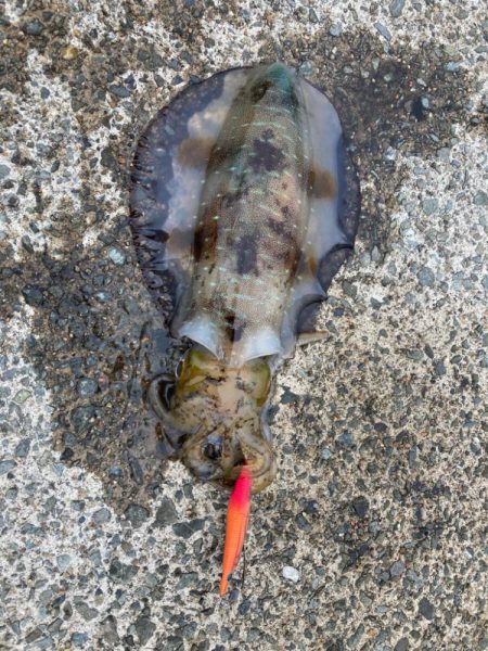 初日がでました。