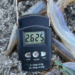 春イカ 自己記録更新!