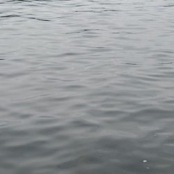 春イカ 3キロゲット