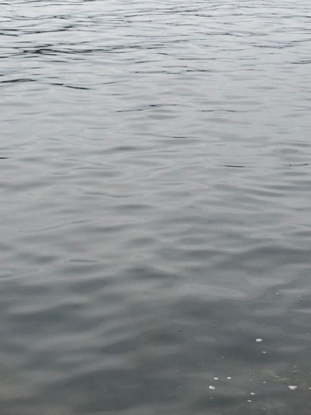 春イカ 3キロゲット