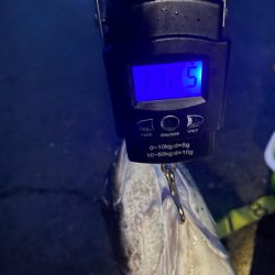 エギングでショアレッド降臨